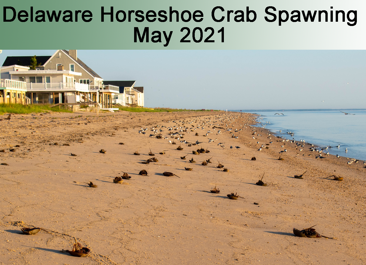 Delaware Horseshoe Crab