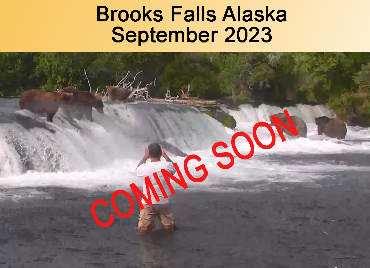 Bears in Brooks Falls Alaska