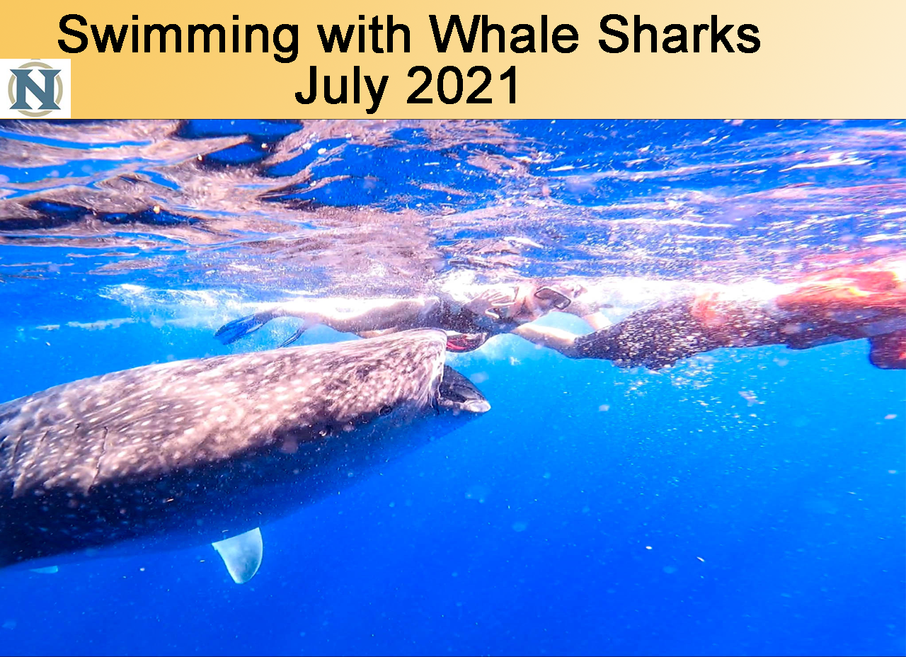 Swimming with Whale Sharks in  Mexico
