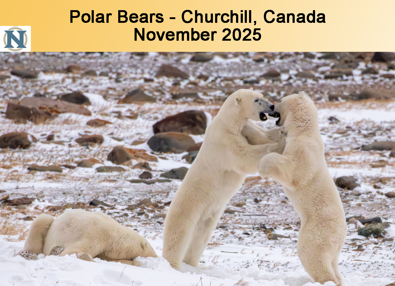 Polar Bears