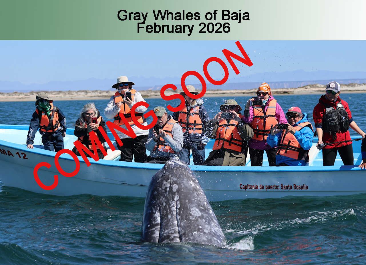 Baja